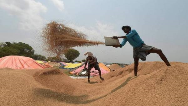  Paddy procurement in Odisha,