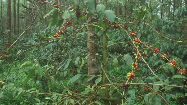coffee plant