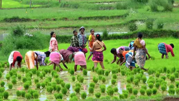 महिला किसान, सांकेतिक फोटो