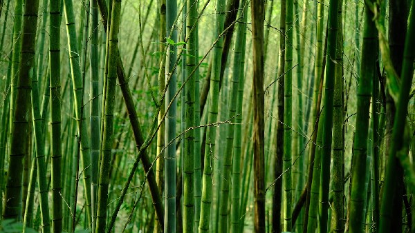 bamboo