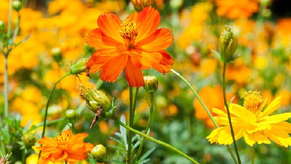 Marriegold Marriegold