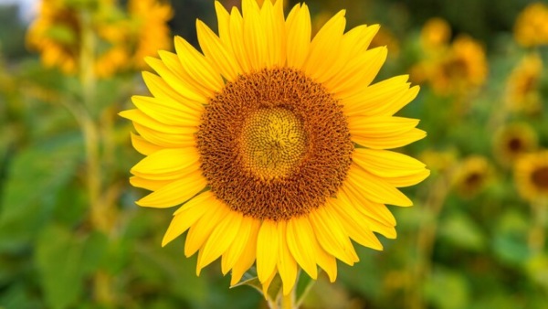 सूरजमुखी