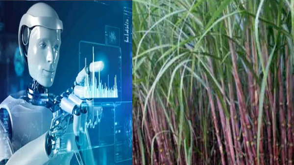 Sugarcane cultivation 