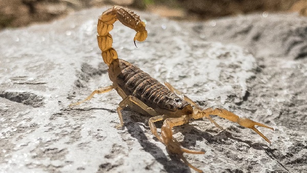 scorpion farming