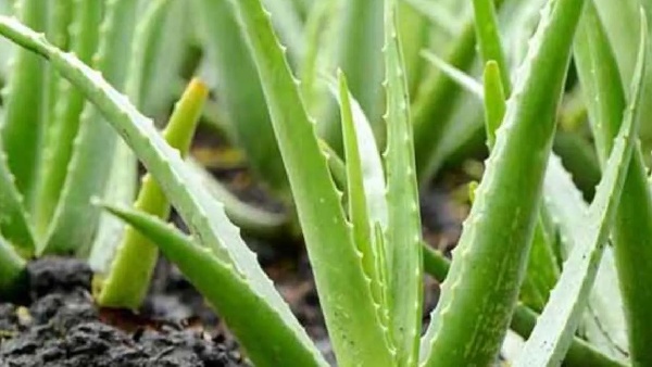 Business Idea Business Idea