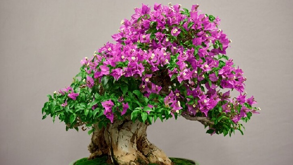 Bonsai Plant