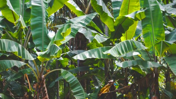 banana tree banana tree