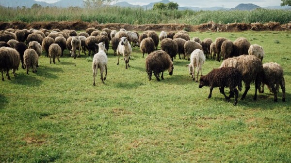 Sheep Farming Business