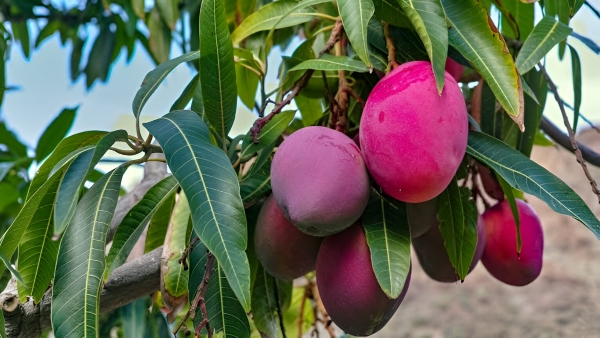 Worlds Most Expensive Mango