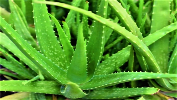 Aloevera