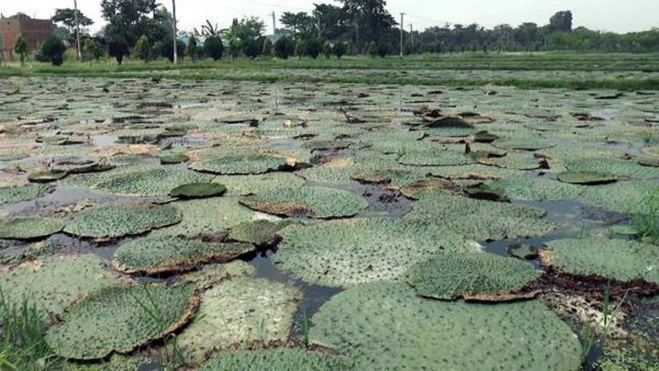 makhana cultivation makhana cultivation