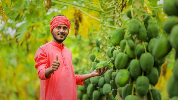 papaya-farming subsidy