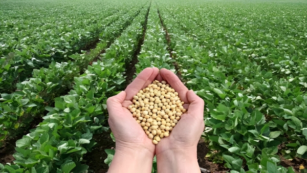 soybean