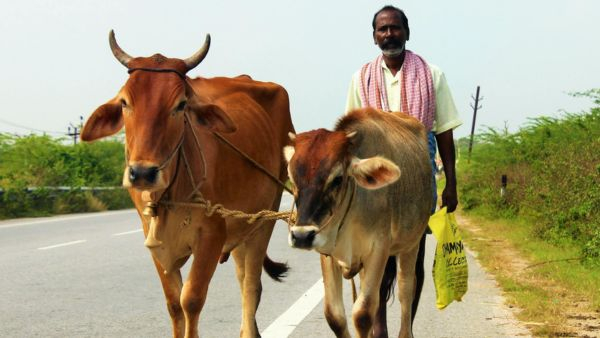 Mohan Cabinet Meeting Decisions