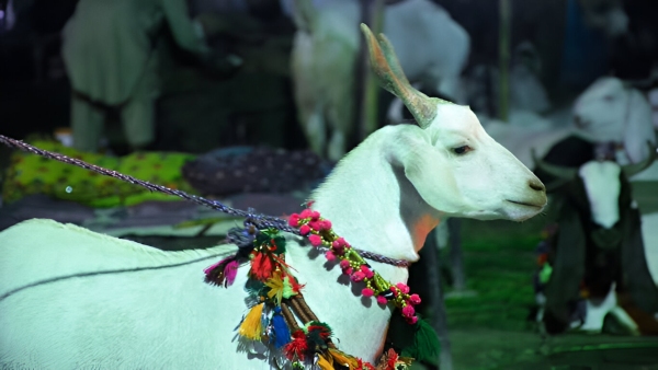 Bakrid 2025 Goat Price Range India