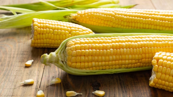 Why India restrict US corn Why India restrict US corn