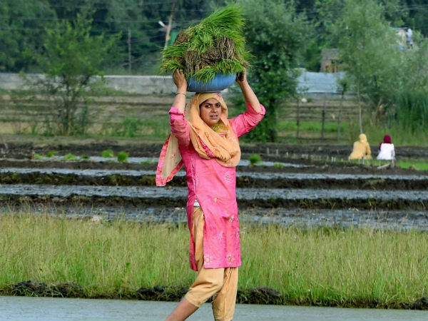 What are the benefits for farmers?