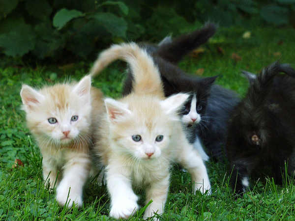 What pet insurance policies cover?