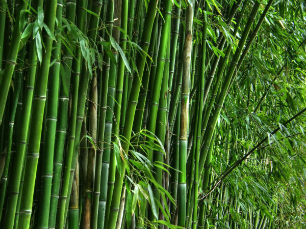National Bamboo Mission