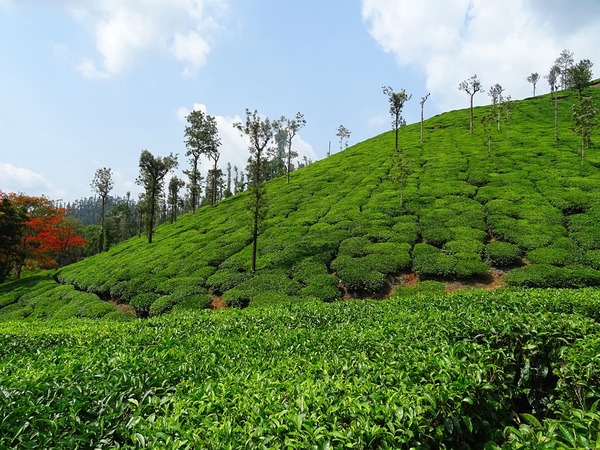 Tea production remains flat YTD 