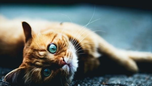  An illustration depicting the rising cost of pet healthcare in India 