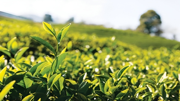 Tea Industry