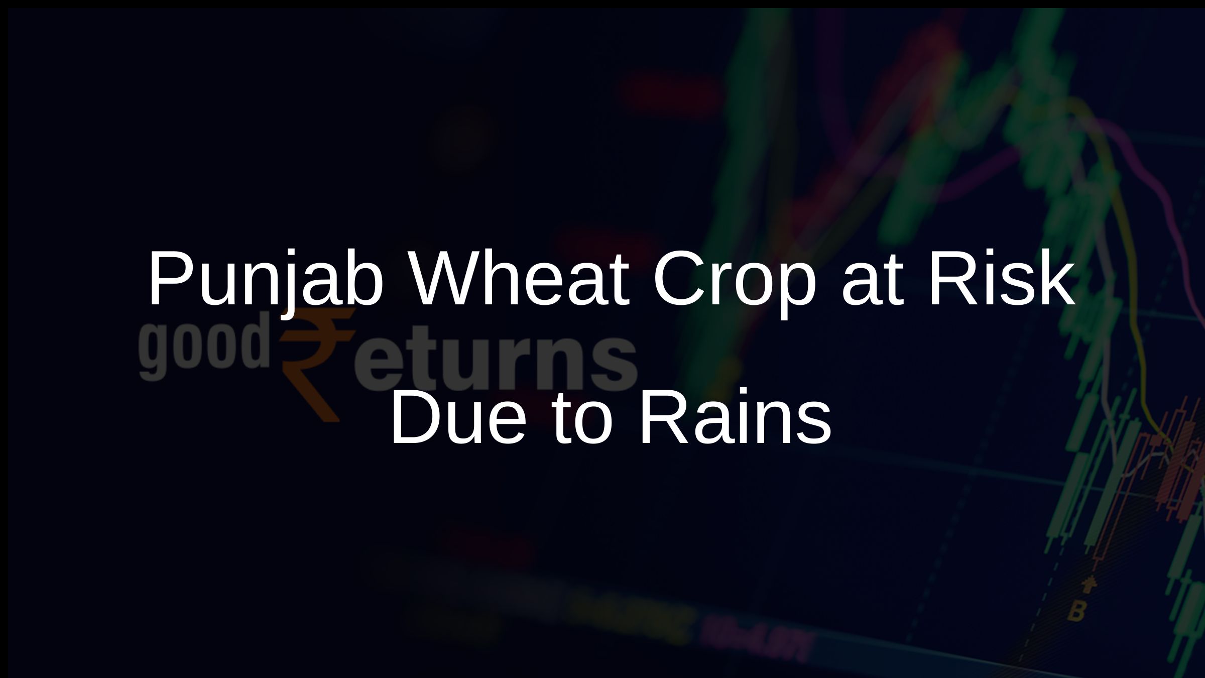 Punjab Wheat Crop at Risk Due to Rains Punjab Wheat Crop at Risk Due to Rains