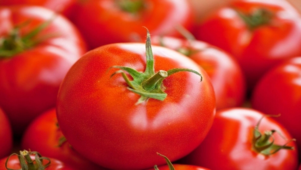 Tomato Prices