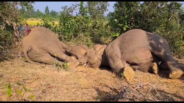 Odisha Promotes Investment at Singapore Roadshow