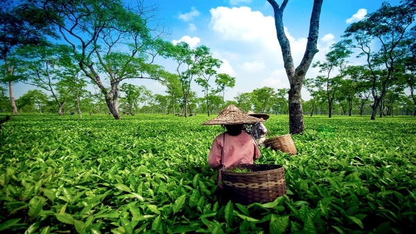 Tea Industry Tea Industry