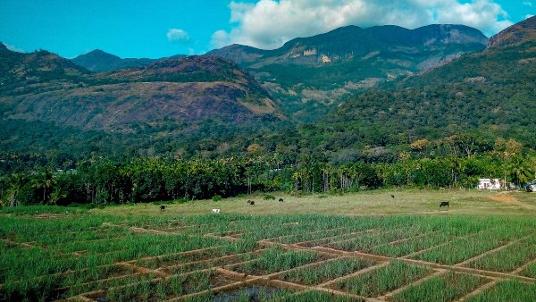 Indogulf Cropsciences Indogulf Cropsciences