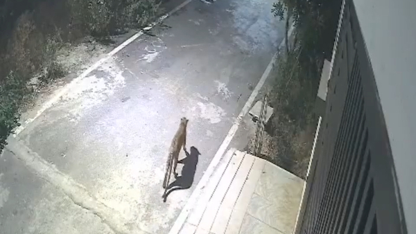 Leopard Spotted in Bengaluru  Big Cat Reported Near Apartment In JP Nagar