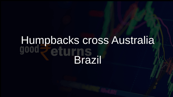 Humpbacks cross Australia Brazil Humpbacks cross Australia Brazil