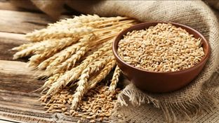 India Lifts Wheat Export Ban After 4 Years: Wheat, Maida, Semolina Exports Now Allowed; Check Impact