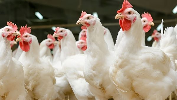 Poultery Farming: ಕೋಳಿ ಸಾಕಾಣಿಕೆ ಮೂಲಕ  ಲಕ್ಷಗಟ್ಟಲೆ ಸಂಪಾದಿಸುತ್ತಿದ್ದಾರೆ ಈ ಉದ್ಯಮಿ! ನೀವೂ ಹೀಗೆ ಆರಂಭಿಸಿ