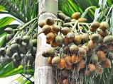ಡಿಸೆಂಬರ್ 07ರ ಪೇಟೆ ಧಾರಣೆ: ಅಡಿಕೆ, ಕಾಫಿ, ಮೆಣಸು ಮಾರುಕಟ್ಟೆ ಬೆಲೆ