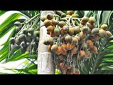 ಡಿಸೆಂಬರ್ 06ರ ಪೇಟೆ ಧಾರಣೆ: ಅಡಿಕೆ, ಕಾಫಿ, ಮೆಣಸು ಮಾರುಕಟ್ಟೆ ಬೆಲೆ