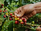 ಆಗಸ್ಟ್ 23ರಂದು ವಾಣಿಜ್ಯ ಬೆಳೆ ಅಡಿಕೆ, ಕಾಫಿ, ಮೆಣಸು, ಏಲಕ್ಕಿ ಪೇಟೆ ಧಾರಣೆ