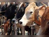 ಕುರಿ, ಹಸು ಹೂಸು ಬಿಟ್ಟರೂ, ತೇಕಿದರೂ ತೆರಿಗೆ; ರೈತರಿಂದ ಬೃಹತ್ ಪ್ರತಿಭಟನೆ