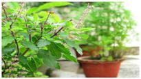  Tulsi Farming: ತುಳಸಿ ಕೃಷಿಗೆ 15000 ರೂ. ಹೂಡಿಕೆ ಮಾಡಿ, 3 ಲಕ್ಷ ರೂ. ಪಡೆಯುವುದು ಹೇಗೆ?