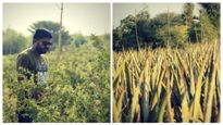  Aloe Vera Farmer: ಸರ್ಕಾರಿ ನೌಕರಿ ತ್ಯಜಿಸಿ ಅಲೋವೆರಾ ಬೆಳೆದು ಮಿಲಿಯನೇರ್ ಆದ  ಇಂಜಿನಿಯರ್!