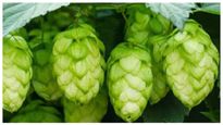  Expensive Vegetables: ವಿಶ್ವದ 5 ಅತ್ಯಂತ ದುಬಾರಿ ತರಕಾರಿಗಳು ಇವು ನೋಡಿ