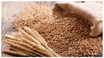  Import Wheat: ರಷ್ಯಾದಿಂದ ಗೋಧಿ ಆಮದಿಗೆ ಮುಂದಾದ ಸರ್ಕಾರ,  ಬೆಲೆ ಅಗ್ಗವಾಗುತ್ತಾ?