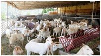  Goat Farming: ಮೇಕೆ ಸಾಕಾಣಿಕೆಗೆ ಸರ್ಕಾರದಿಂದ ಸಿಗುವ ಉತ್ತೇಜನಗಳೇನೇನು?