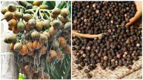  Arecanut, Coffee Price:  ಹೊಸ ವರ್ಷದ ಮೊದಲ ದಿನ ಅಡಿಕೆ, ಕಾಫಿ, ಮೆಣಸು, ಏಲಕ್ಕಿ ಬೆಲೆ ಎಷ್ಟಿದೆ?