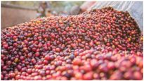  Coffee Price: ಕಾಫಿ ಬೆಳೆಗಾರರಿಗೆ ಗುಡ್ ನ್ಯೂಸ್, 15 ವರ್ಷದ ಗರಿಷ್ಠ ಮಟ್ಟಕ್ಕೇರಿದ ಬೆಲೆ!