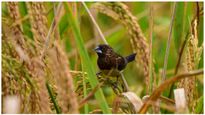  Paddy Price Hike: ಉತ್ತಮ ಬೆಳೆಯಿದ್ದರೂ ರಾಜ್ಯದಲ್ಲಿ ಭತ್ತದ ಬೆಲೆ ಏರಿಕೆ, ಕಾರಣವೇನು?!