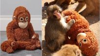 Viral Monkey Toy: ಗೊಂಬೆ ಜೊತೆ ಕೋತಿ ವಿಡಿಯೋ ವೈರಲ್…IKEAದಲ್ಲಿ ಗೊಂಬೆ ಬೆಲೆ 350 ಡಾಲರ್ ವರೆಗೆ ಮಾರಾಟ!