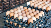 Egg Price Karnataka: ಕೋಳಿ ಮೊಟ್ಟೆ ದರ 7 ರಿಂದ 4 ರೂ.ವರೆಗೆ ಇಳಿಕೆ; ಕೋಳಿ ಸಾಕಾಣಿಕಾರರಿಗೆ ಟೆನ್ಶನ್
