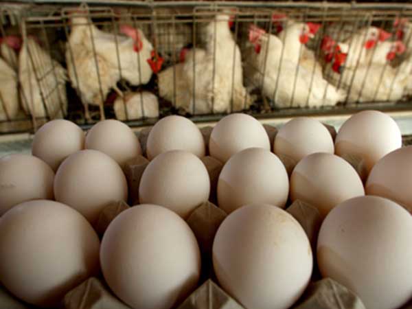 ಮೊಟ್ಟೆ ಆಗಿದೆ ದುಬಾರಿ